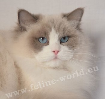 RAGDOLL_blue_bicolor_1 (RACE)